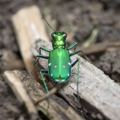 Six-spotted Green Tiger Beetle