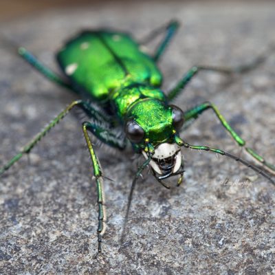 Six-spotted Green Tiger Beetle