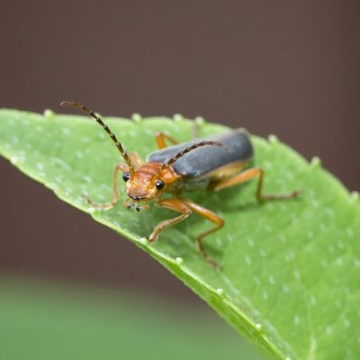 Soldier beetle - Podabrus tomentosus