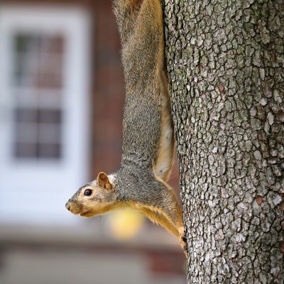 Squirrel