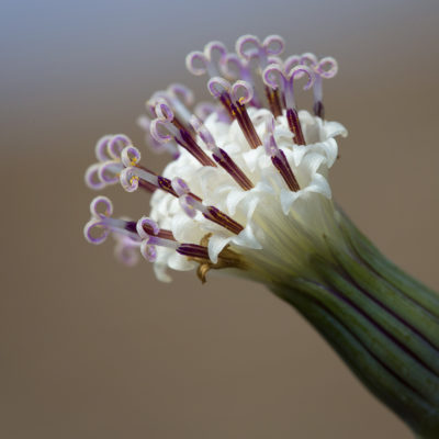String of Pearls flower (Senecio rowleyanus)