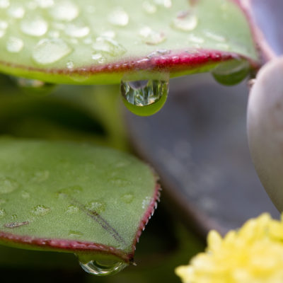 Succulent - rain drops