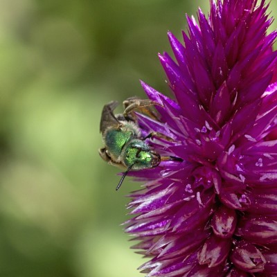 sweat bee (halictid bee)