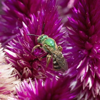 sweat bee (halictid bee)