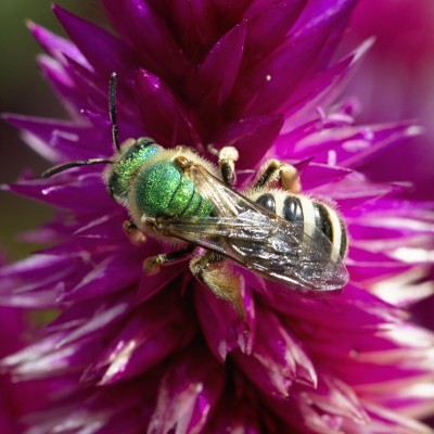 sweat bee (halictid bee)