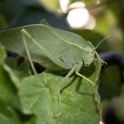 The Katydid -Leaf Bug