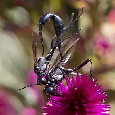 Thread-waisted Wasps - Mating