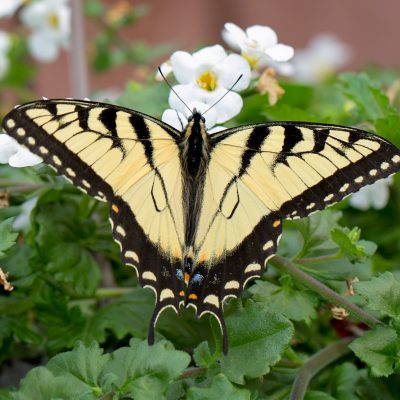 Tiger Swallowtail (male)