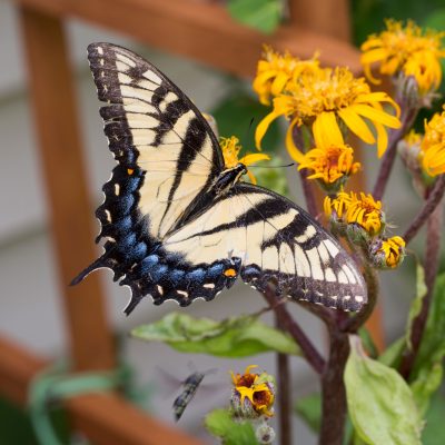 Tiger Swallowtail (female)