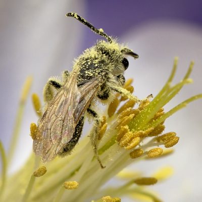Tiny bee coverd in pollen