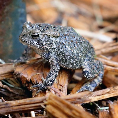 American Toad (Bufo americanus)