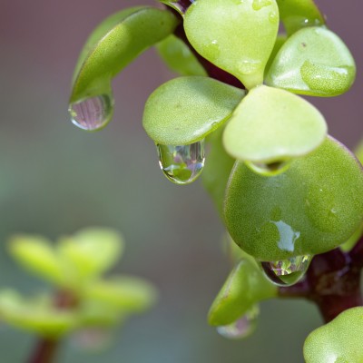 Water droplets on succulent plant