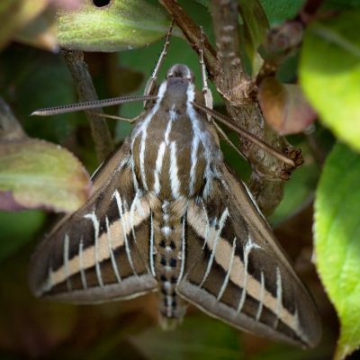 White-lined Sphinx Moth