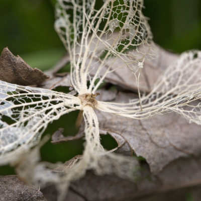 Winter foliage