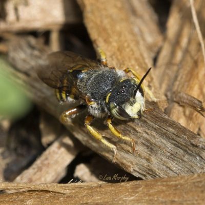 Wool Carder Bee